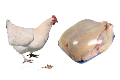 دجاج مجمد Pollo Congelado 1kg