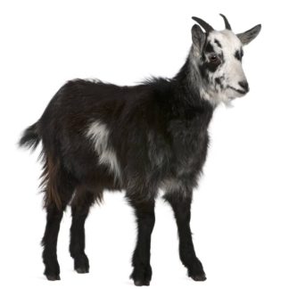 Macho cabrío menor de menos 1año y +18kg حولي
