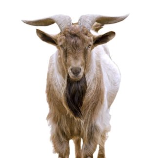 Macho cabrío +1año +35kg عتروس